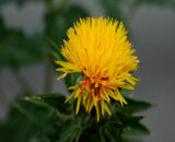 Aspir (Safflower) Gıda Boyası